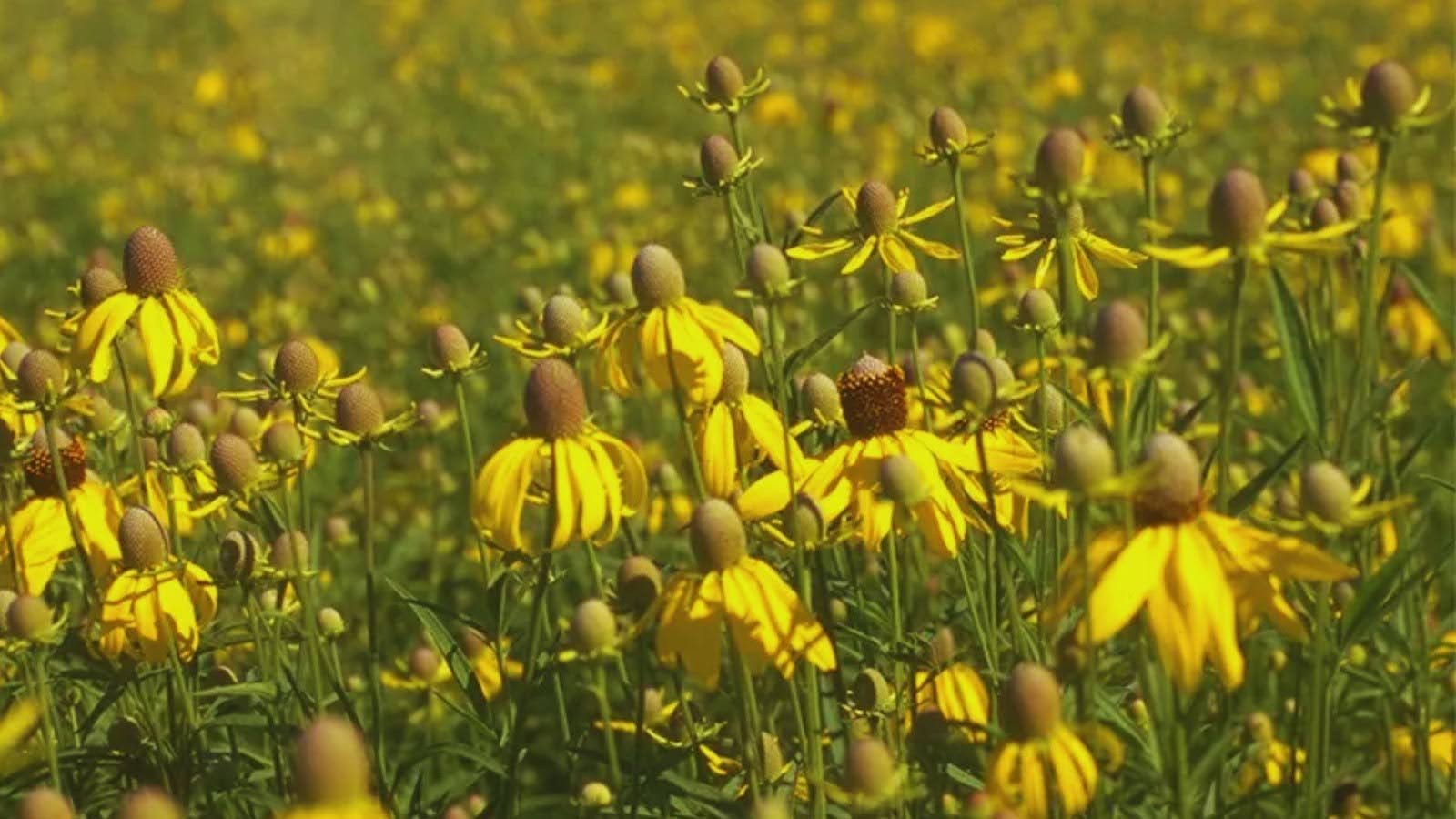 Flowers That Require Cold Stratification