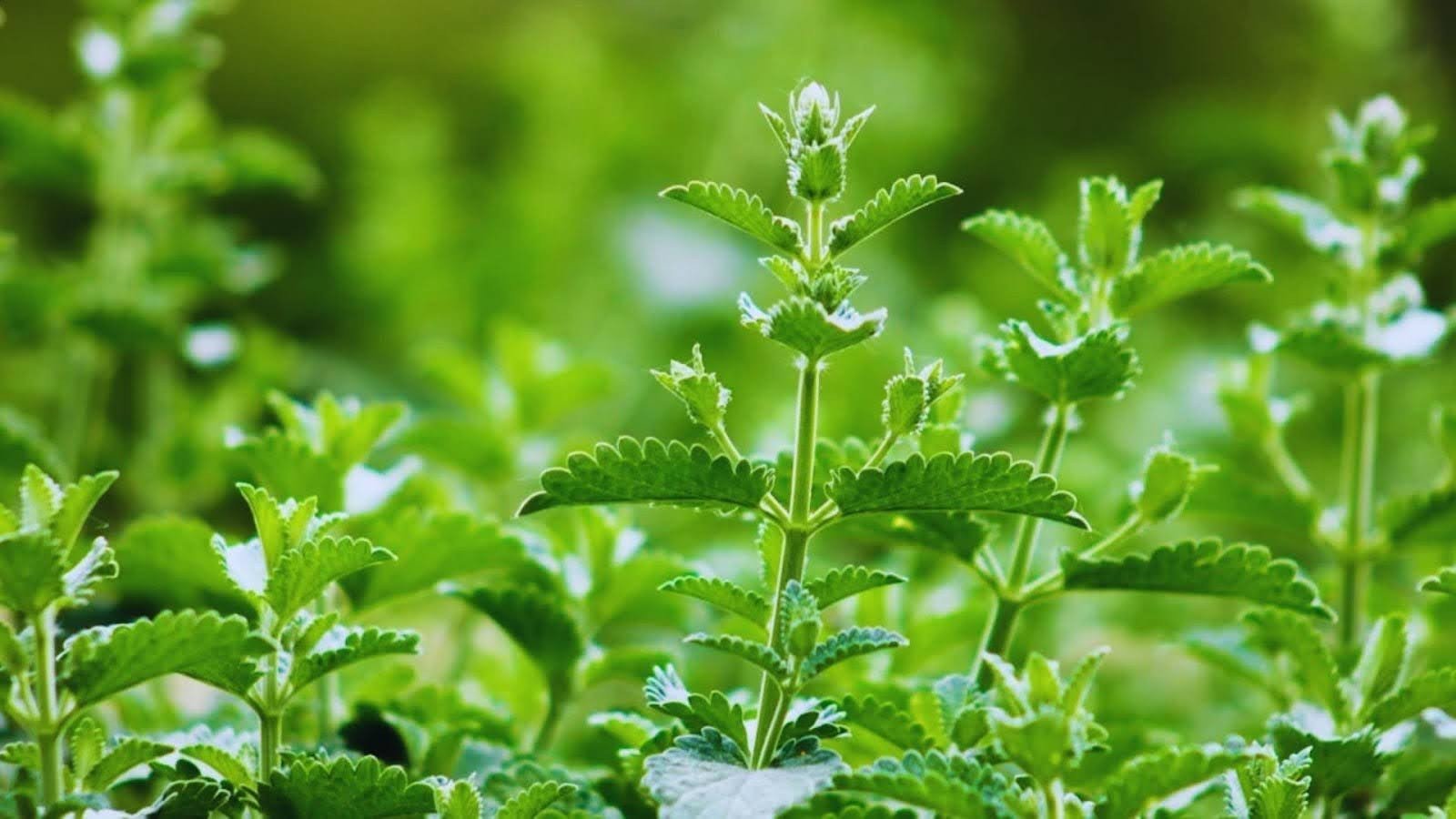 Herbs That Require Cold Stratification