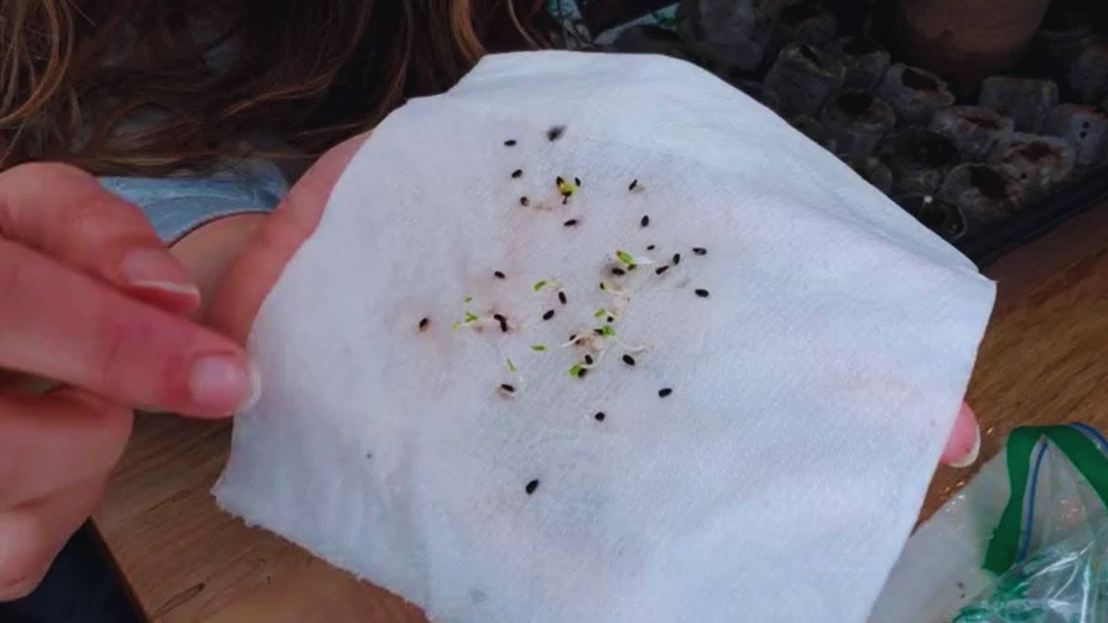 How to Cold Stratify Seeds at Home