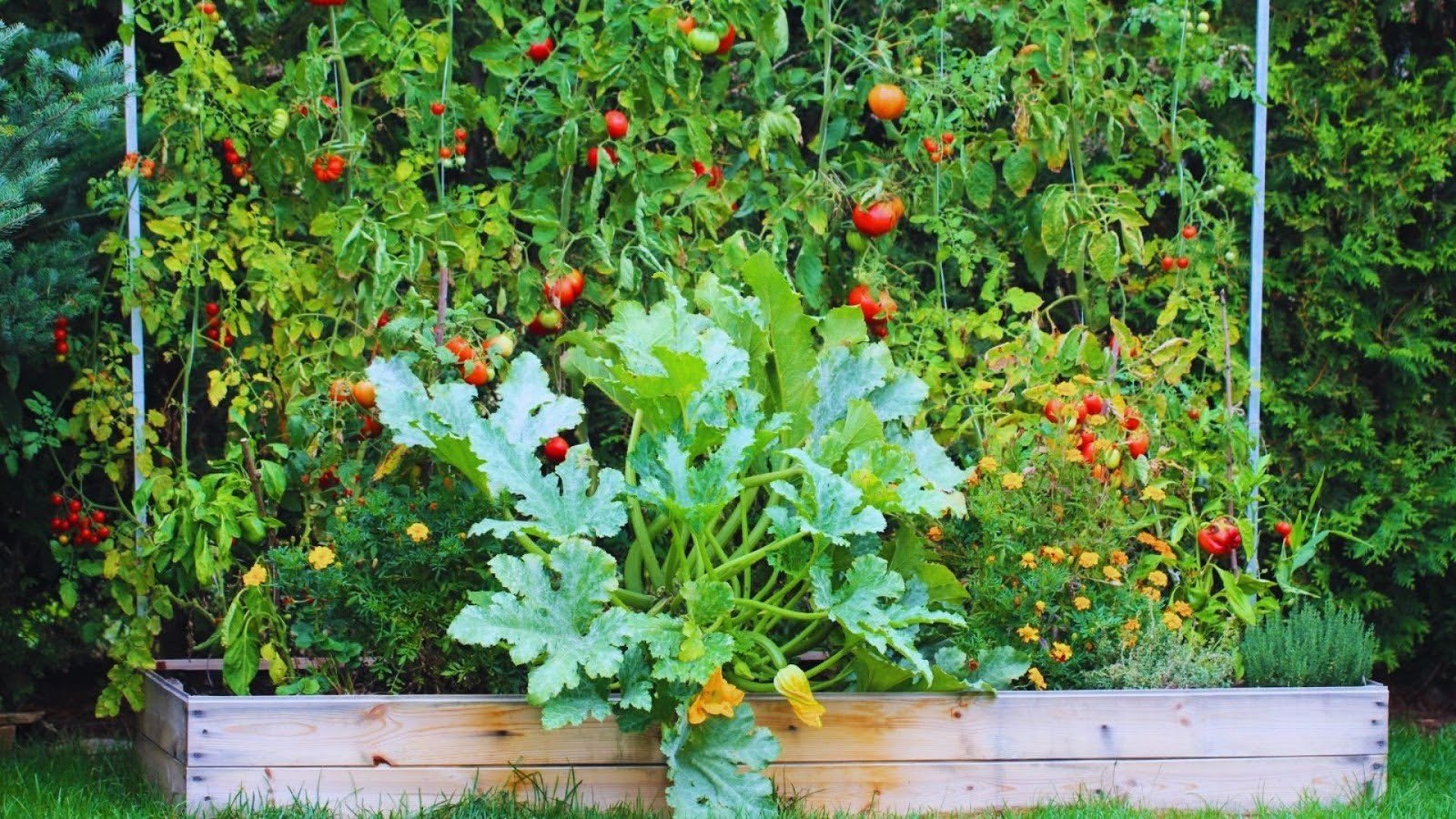 Shrubs, Fruits & Vegetables