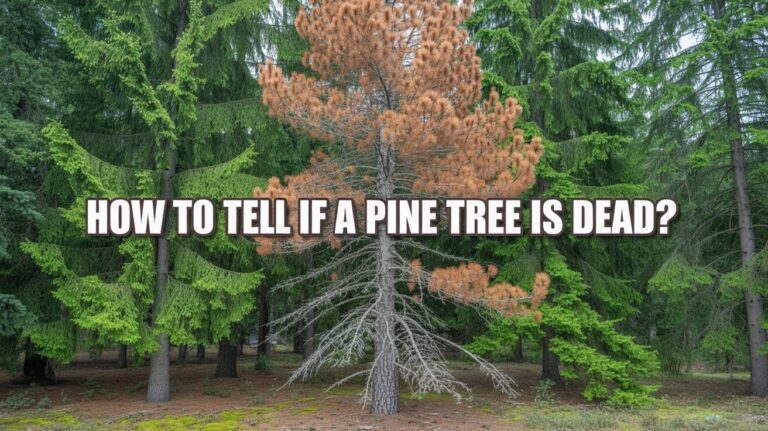 How to Tell If a Pine Tree Is Dead? - GardensJournal