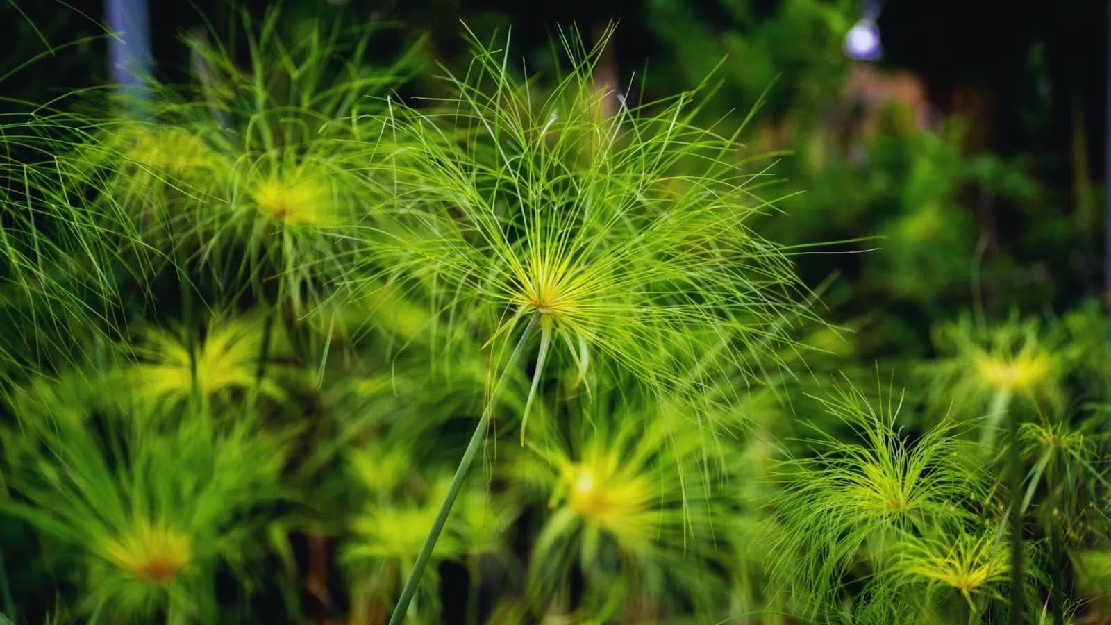 Water-Thirsty Perennials