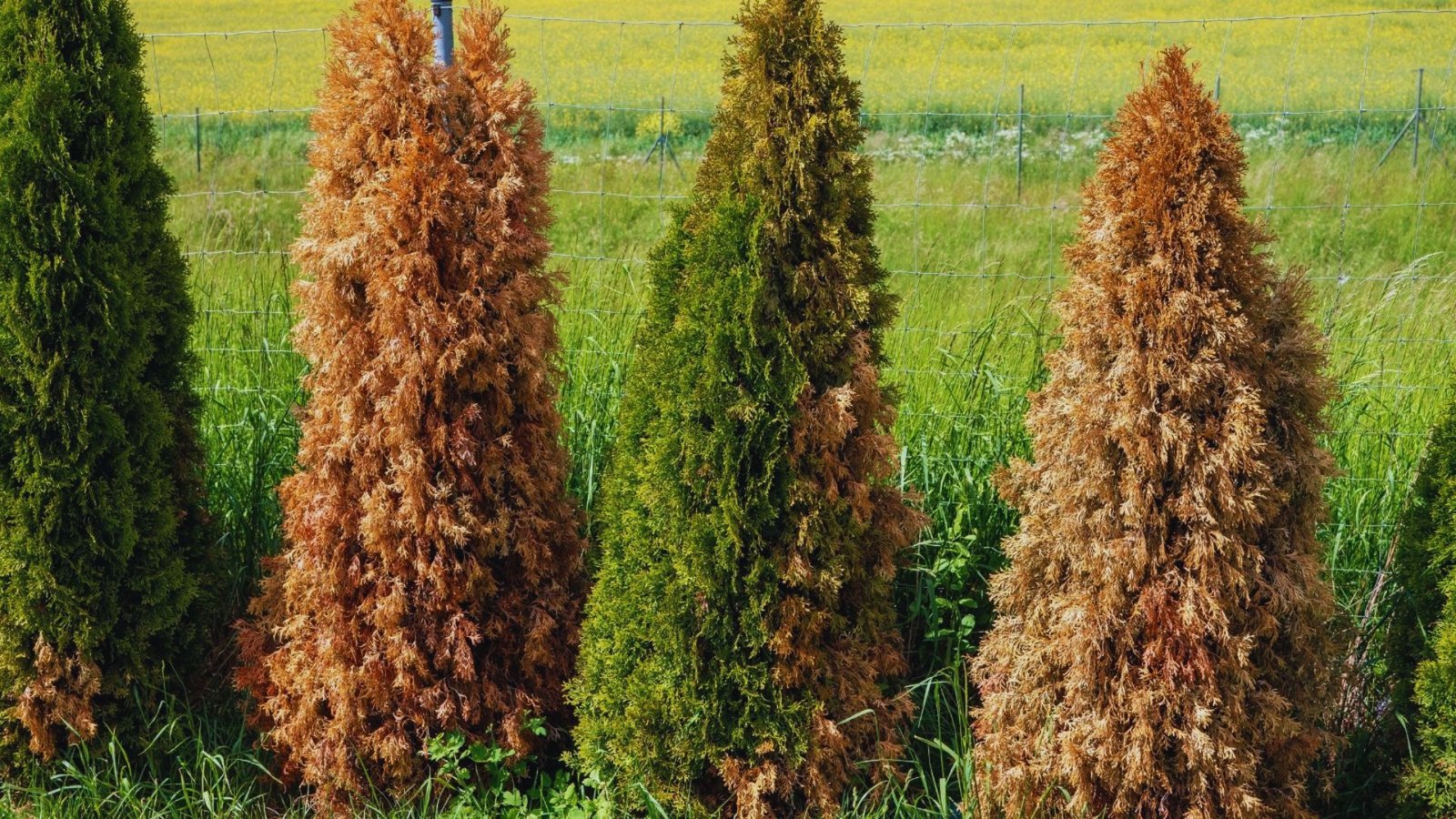 Understanding Why Arborvitae