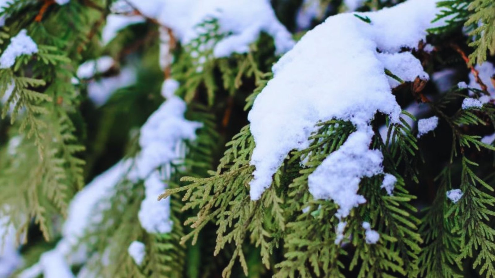 Protect Trees During Winter