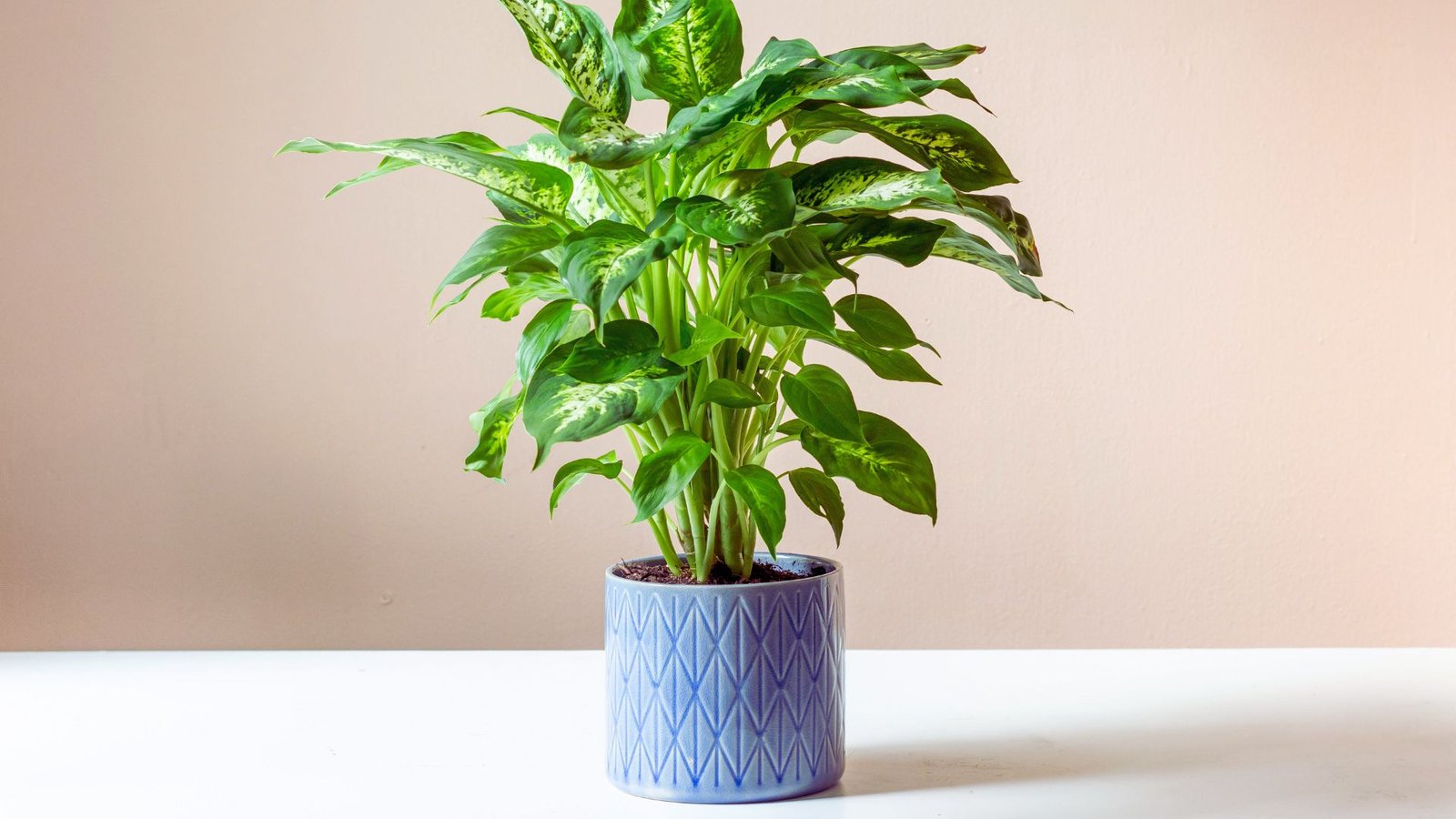 Dieffenbachia