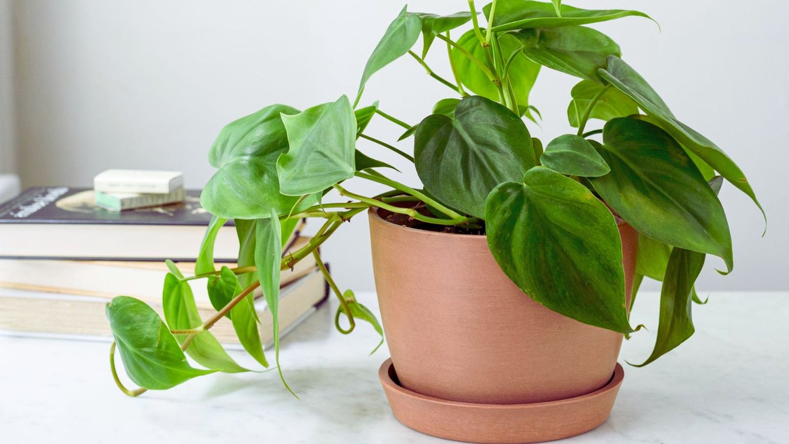 Philodendron
