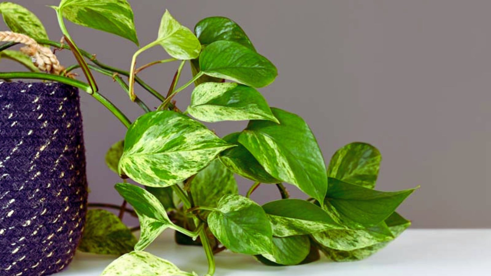 Pothos