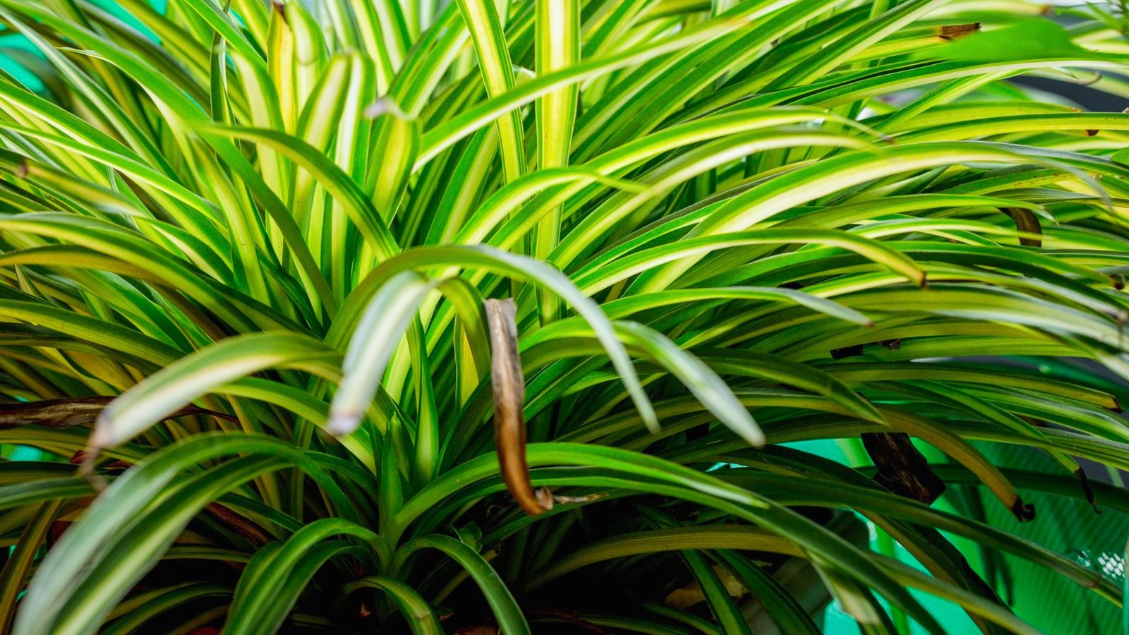 Spider Plant