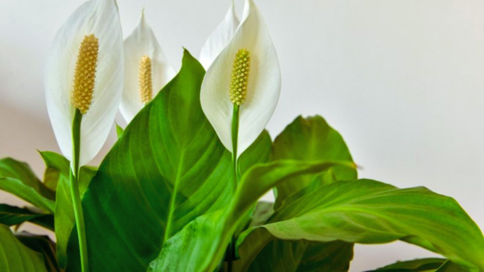 Peace Lily
