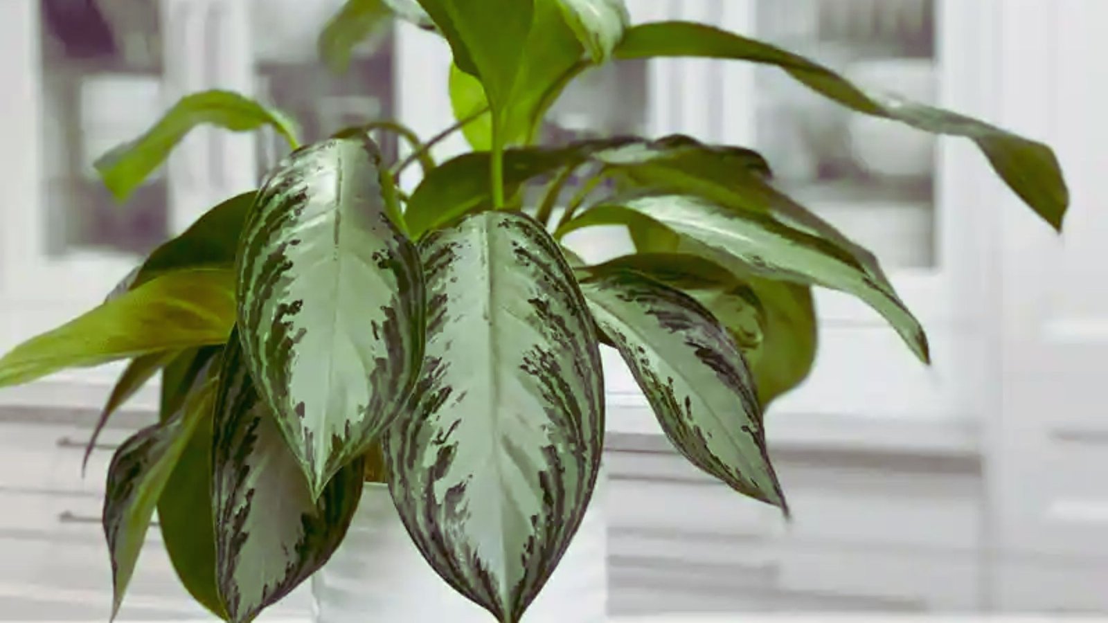 Aglaonema