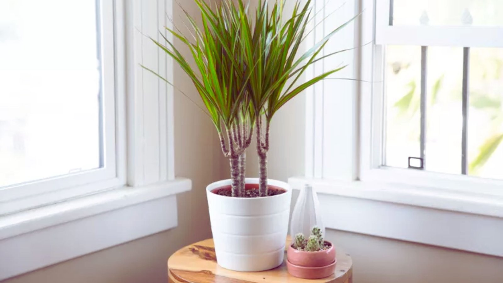 Dracaena