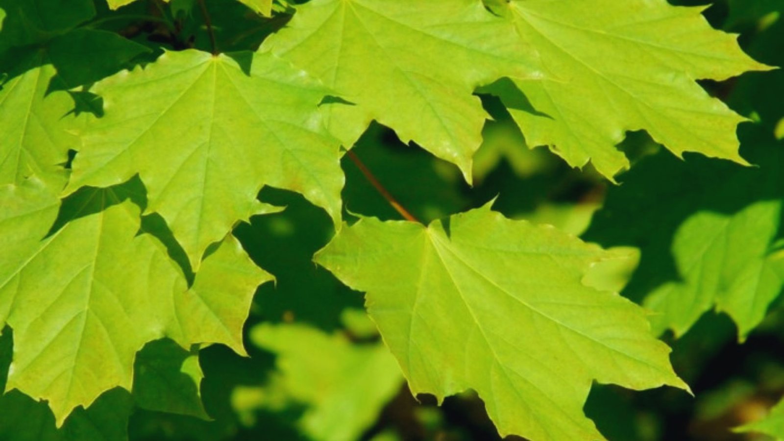 Norway Maple