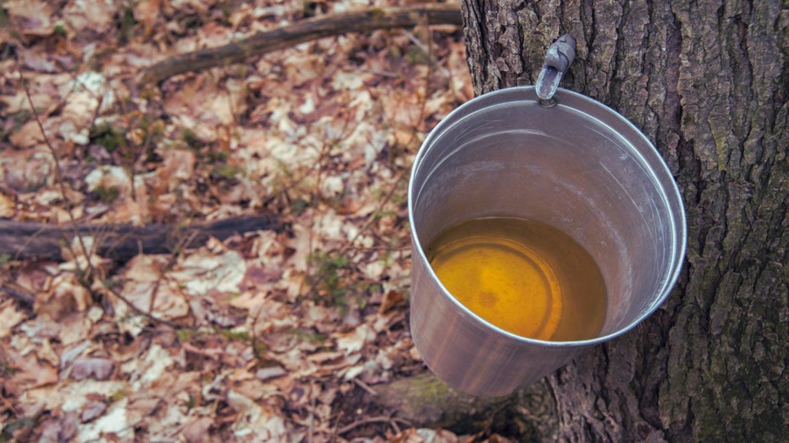 Do All Maple Trees Produce Syrup