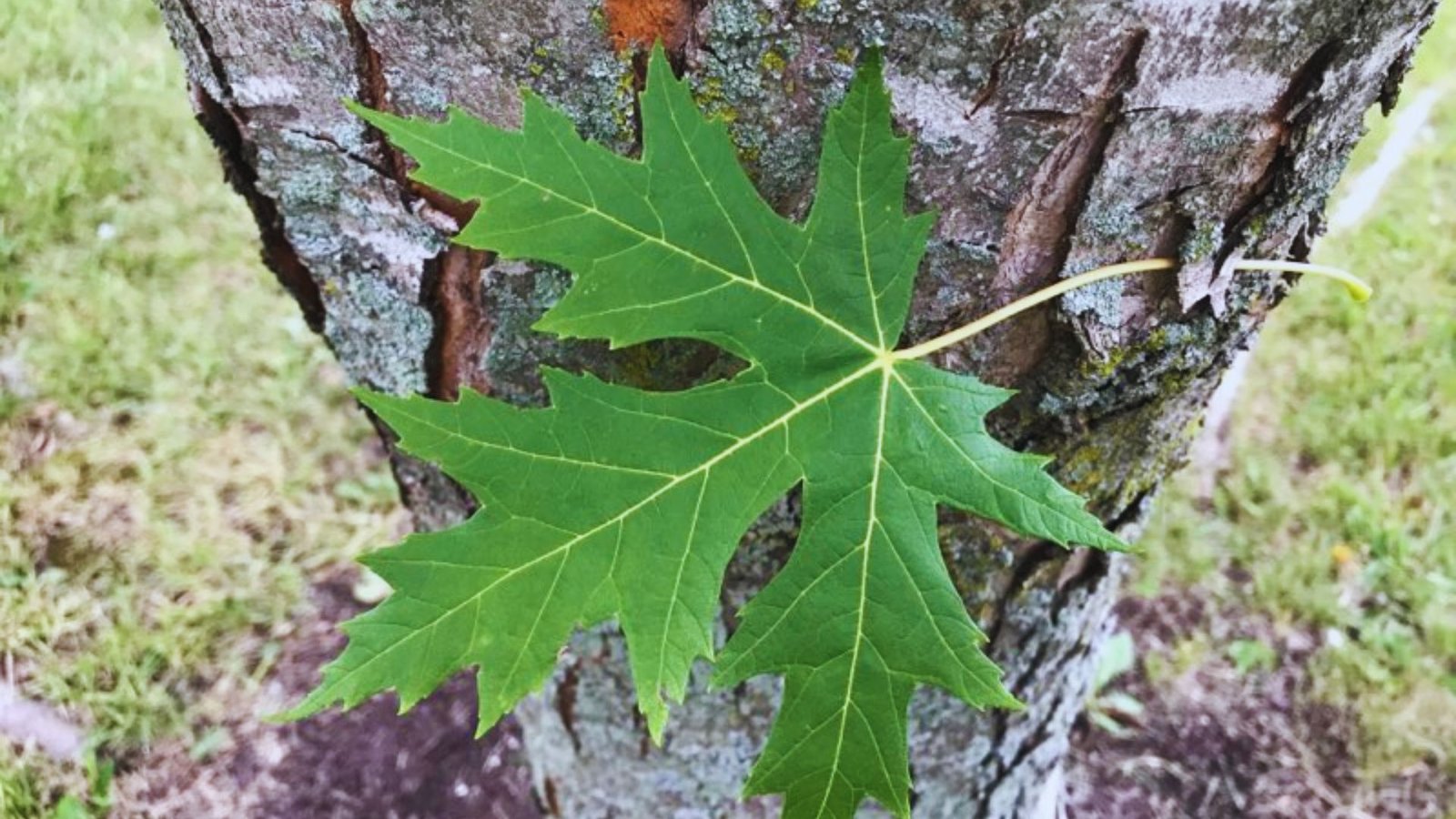 Silver Maple